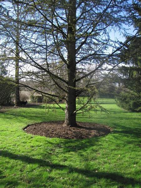 Taille d'arbres Priay