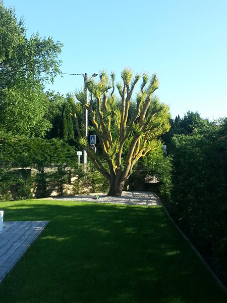 Entreprise entretien jardin Montluel