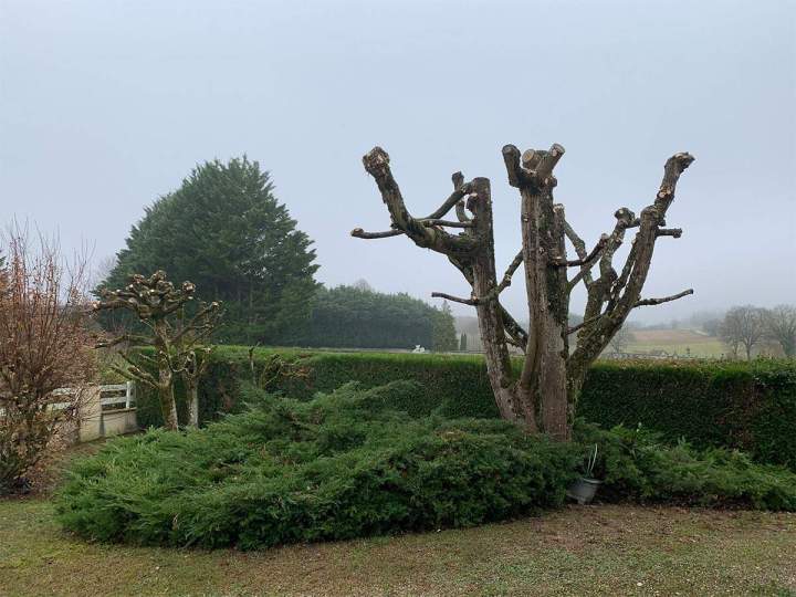 Pour prendre soin des arbres