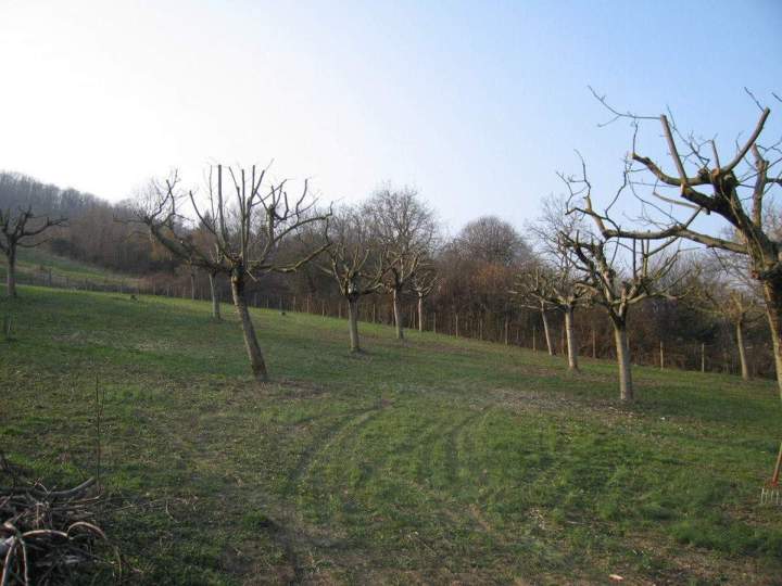 Travaux d'élagage Priay