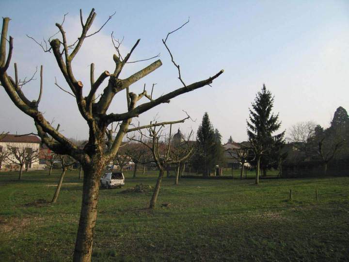 Élagage réussi Priay
